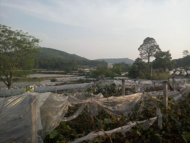 網(wǎng)絡(luò)媒體走轉(zhuǎn)改|桂林全州:“紅+綠”調(diào)出全面小康金色希望