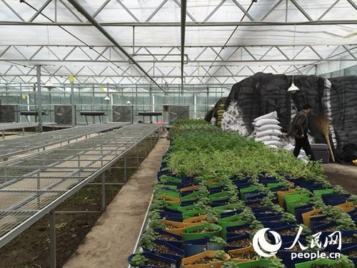 扶貧看貴州:一個大棚為何讓總書記停留20多分鐘?