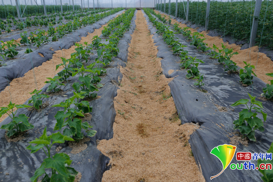 看花茂脫貧，習(xí)大大為何在這里找到了鄉(xiāng)愁