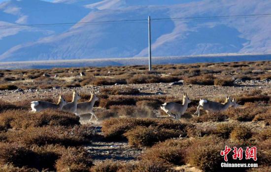 西藏代表熱議政府工作報(bào)告：守住民生、生態(tài)“兩條線”