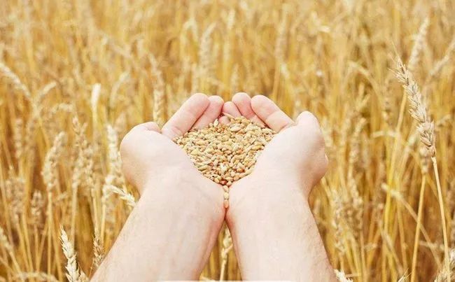 G20峰會(huì)前瞻 | 2050年全球人口新增20億，吃飯問題怎么辦？