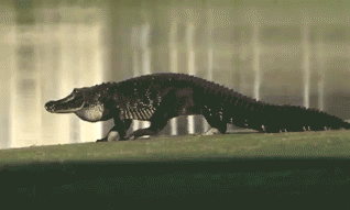 這些殺手有點萌！16條鱷魚寶寶跟著媽媽喬遷新居