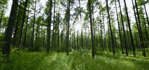 英國(guó)小哥到河北塞罕壩避暑，竟意外收獲了一個(gè)美麗的故事丨好運(yùn)中國(guó)