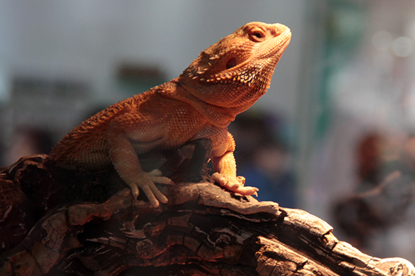 優質美食和電子商務推動中國寵物食品行業發展