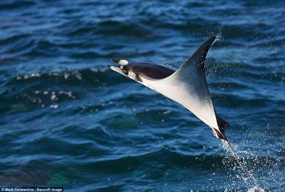 數(shù)千條魔鬼魚(yú)飛出海面秀“飛行特技”