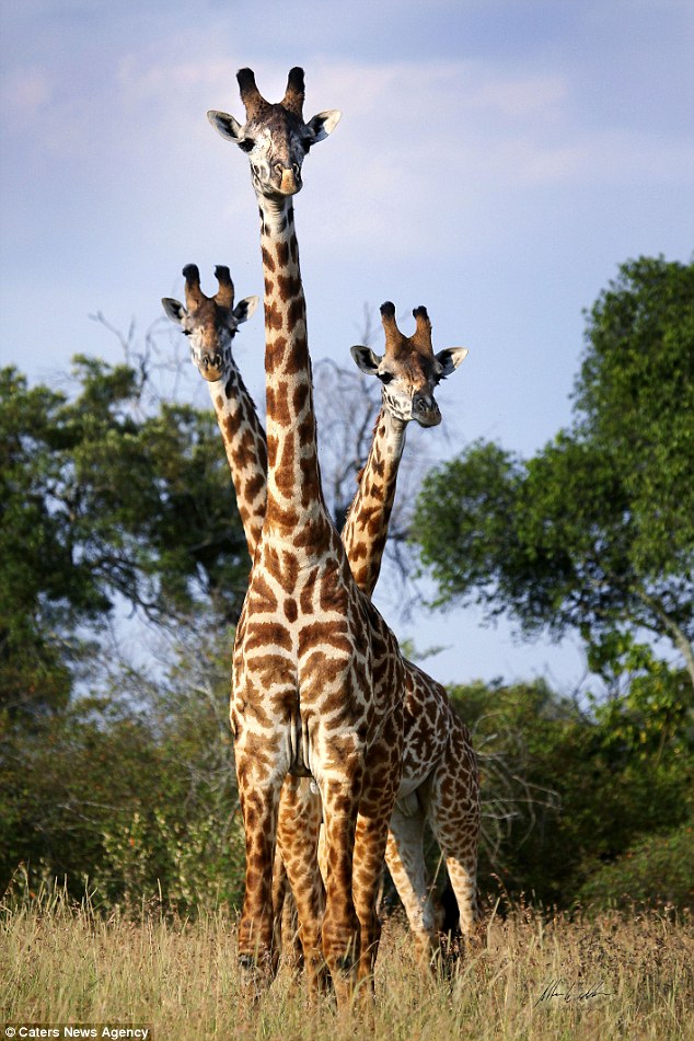 我的頭呢？動物“神走位”造視覺錯覺
