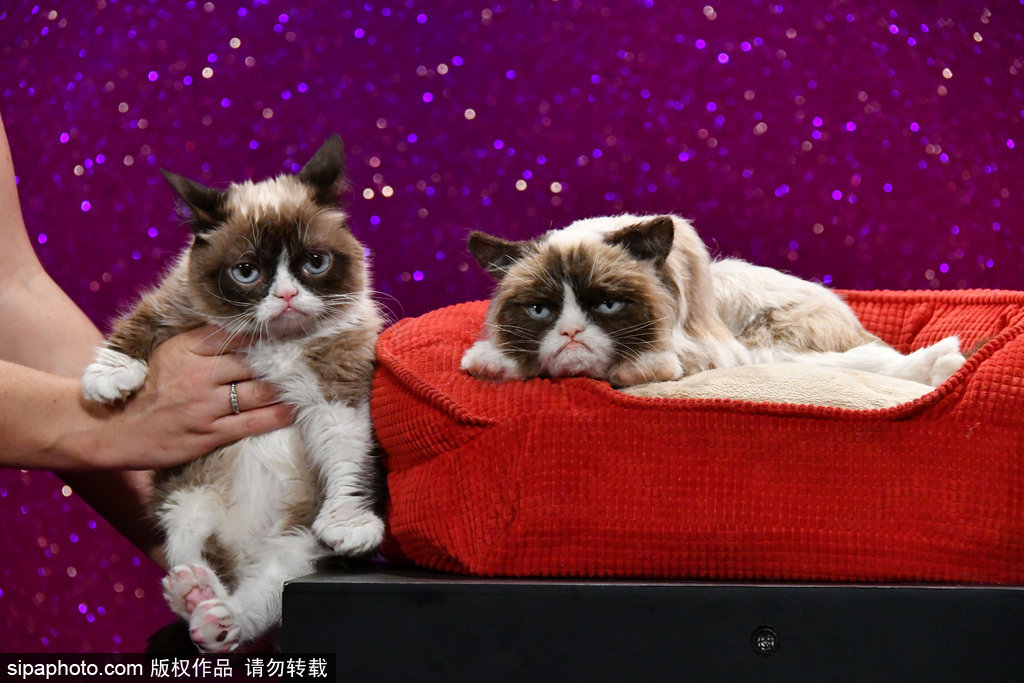 倫敦：著名“不爽貓”蠟像亮相杜莎館 與本尊合影傻傻分不清楚