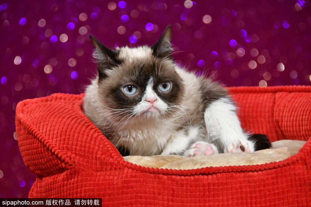 倫敦：著名“不爽貓”蠟像亮相杜莎館 與本尊合影傻傻分不清楚