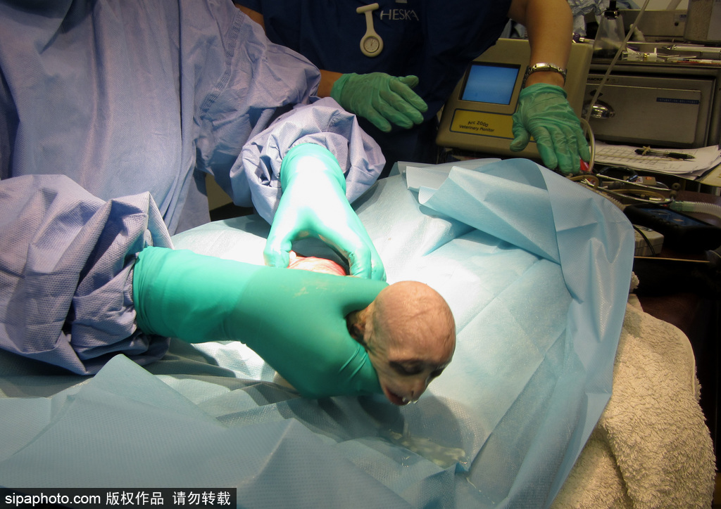 英國動物園刨腹產出生的猴寶寶 竟然長得像伏地魔