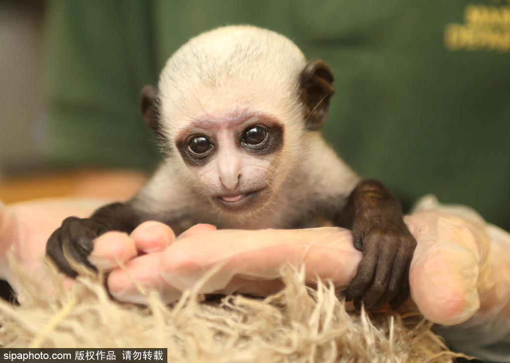 英國動物園刨腹產出生的猴寶寶 竟然長得像伏地魔