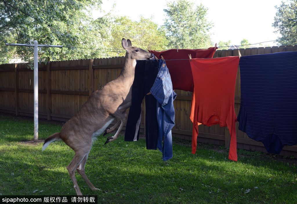幸運！美國“孤兒小鹿”失去親人后 在人類家庭迎來幸福生活