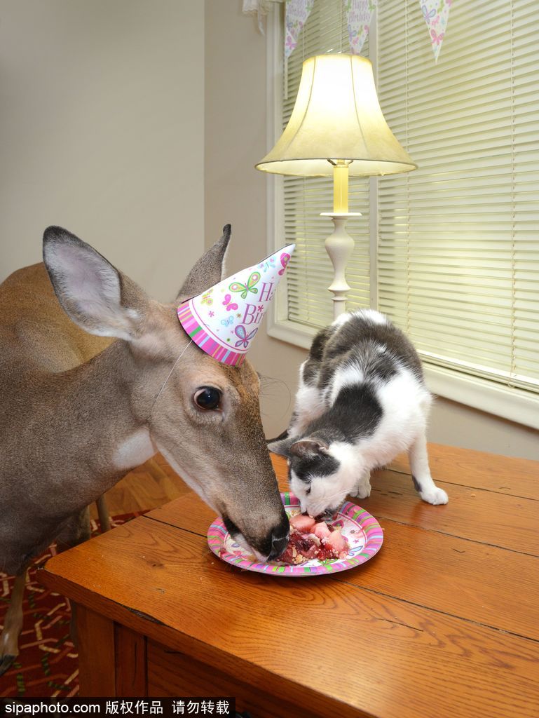 幸運(yùn)！美國(guó)“孤兒小鹿”失去親人后 在人類家庭迎來(lái)幸福生活