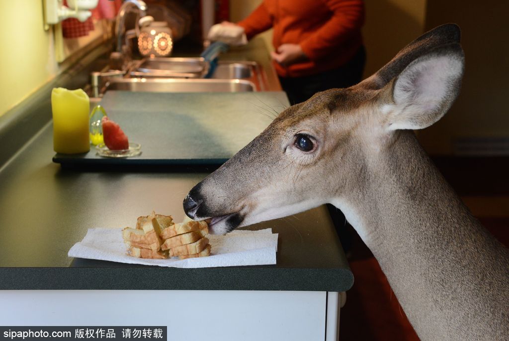 幸運(yùn)！美國“孤兒小鹿”失去親人后 在人類家庭迎來幸福生活