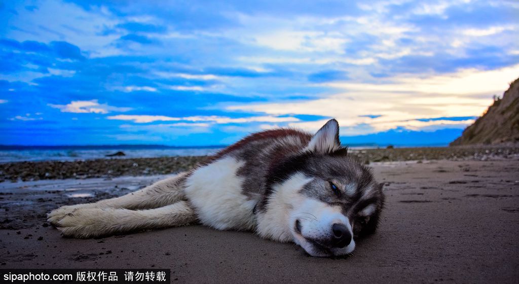 哈士奇與人的不解奇緣 盤點“二哈”的奇妙世界