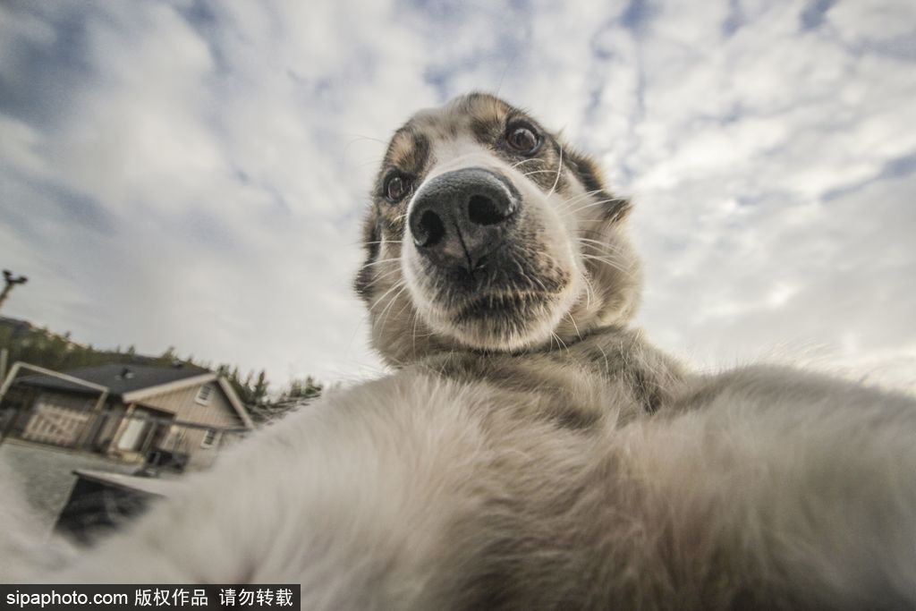 哈士奇與人的不解奇緣 盤點(diǎn)“二哈”的奇妙世界