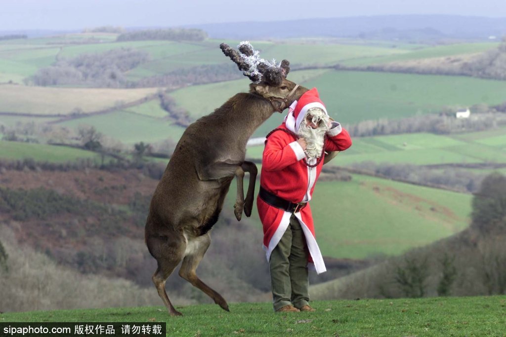 盤點(diǎn)動(dòng)物圈的圣誕節(jié) 確定你們不是來賣萌的？
