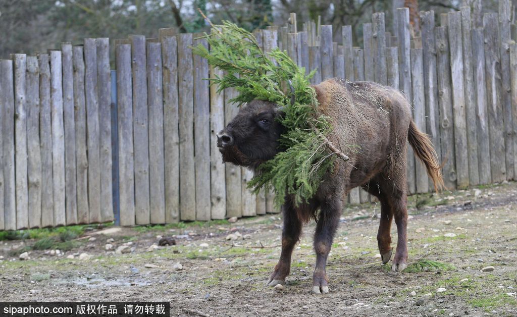 盤點動物圈的圣誕節 確定你們不是來賣萌的？