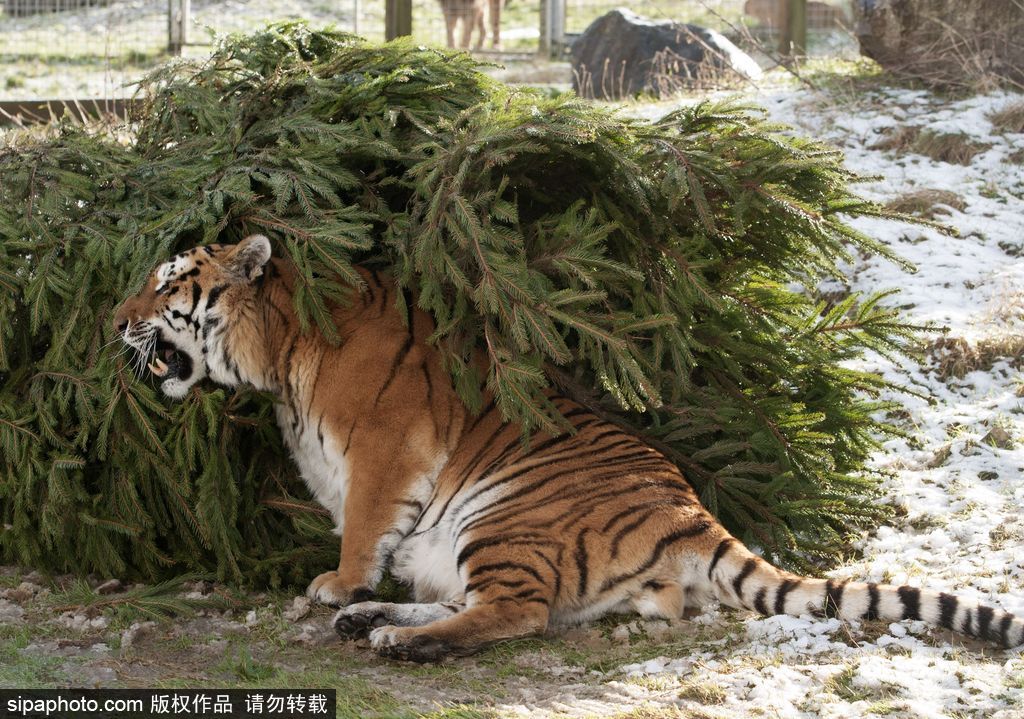 盤點動物圈的圣誕節 確定你們不是來賣萌的？