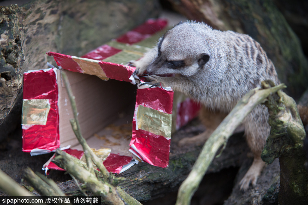 盤(pán)點(diǎn)動(dòng)物圈的圣誕節(jié) 確定你們不是來(lái)賣萌的？