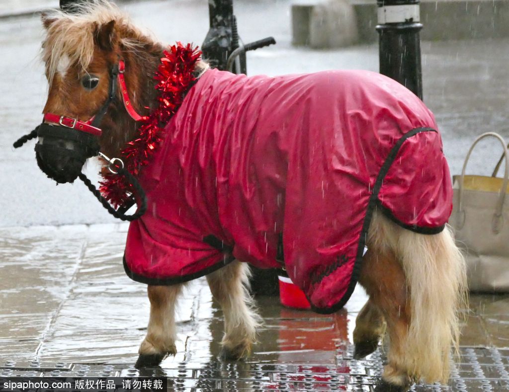 盤(pán)點(diǎn)動(dòng)物圈的圣誕節(jié) 確定你們不是來(lái)賣(mài)萌的？