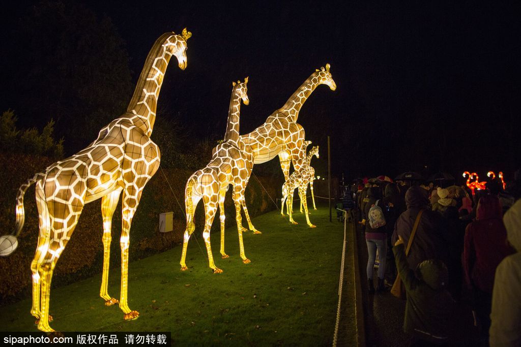 英國超大規(guī)模中國巨型燈籠會 豐富動物造型燈飾亮相
