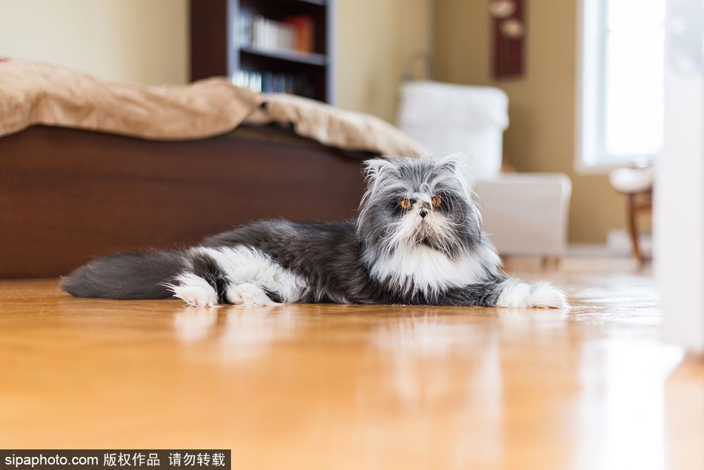 每只喵都是有故事的 貓界“網紅”呆萌瞬間