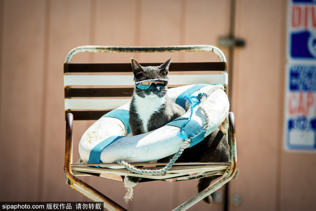 每只喵都是有故事的 貓界“網紅”呆萌瞬間