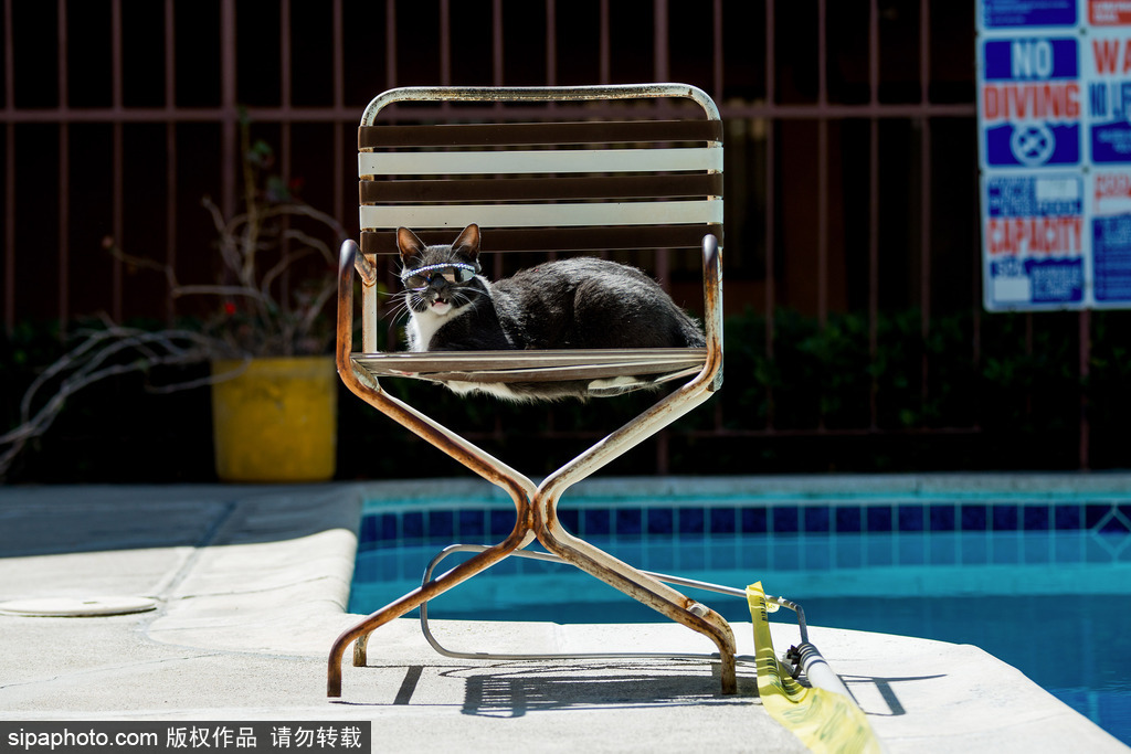 每只喵都是有故事的 貓界“網紅”呆萌瞬間