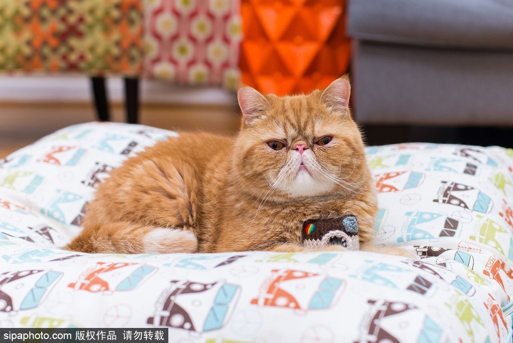 每只喵都是有故事的 貓界“網紅”呆萌瞬間