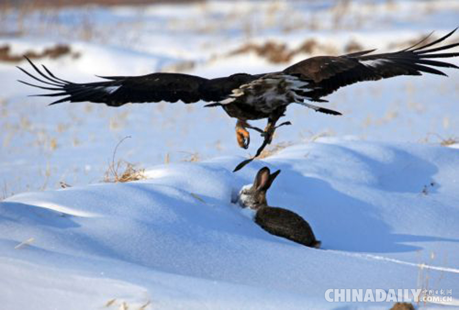 吉林烏拉滿族鷹獵習俗