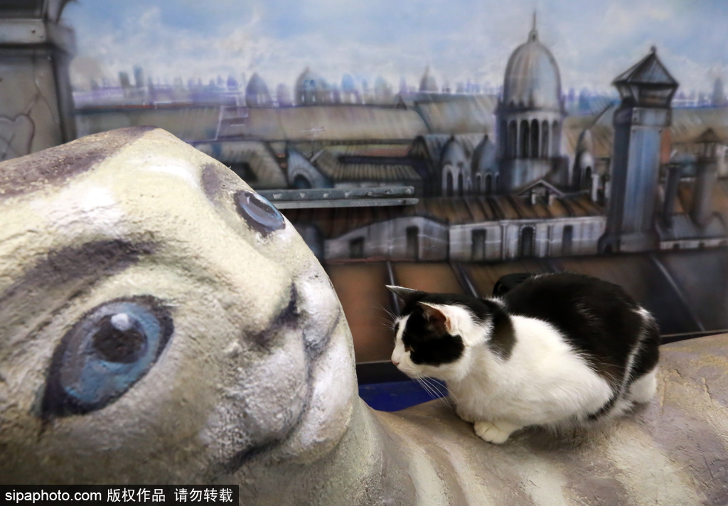 探訪歐洲最大的貓咖啡館——俄羅斯圣彼得堡貓咪共和國(guó)咖啡廳