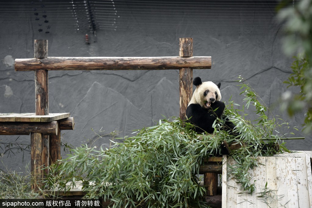 江蘇動物園國寶大熊貓首次對外開放 吸引數(shù)萬游客圍觀