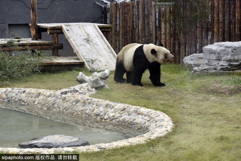 江蘇動(dòng)物園國(guó)寶大熊貓首次對(duì)外開放 吸引數(shù)萬游客圍觀