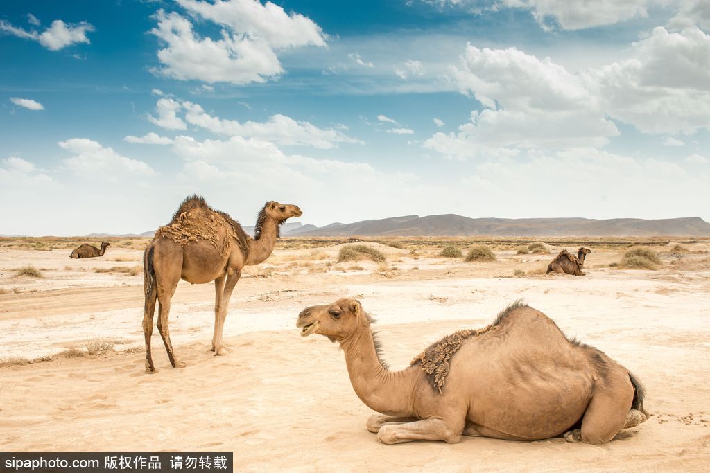 雄關漫道大漠狂風 盤點全球令人窒息的沙漠美景