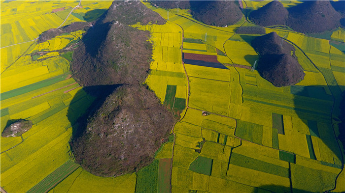 看！云南羅平80萬畝油菜花競相怒放