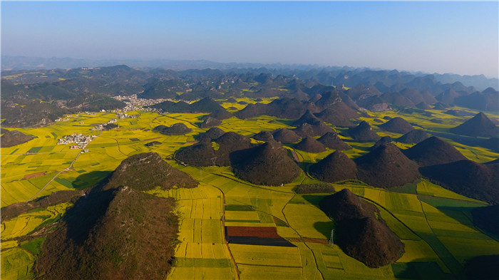 看！云南羅平80萬畝油菜花競相怒放