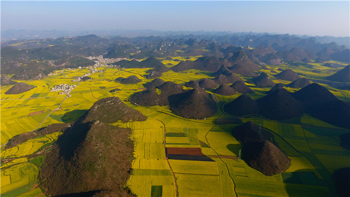 看！云南羅平80萬(wàn)畝油菜花競(jìng)相怒放