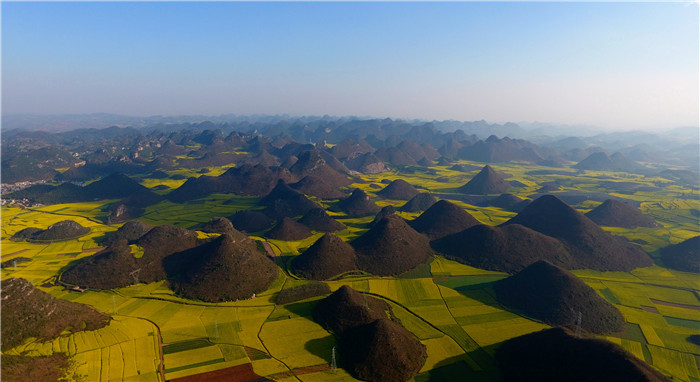 看！云南羅平80萬畝油菜花競相怒放