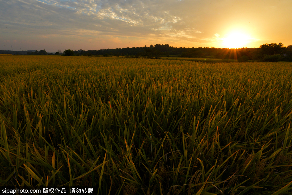 春回大地草木萌動(dòng) 盤點(diǎn)那些農(nóng)田光景返樸歸真