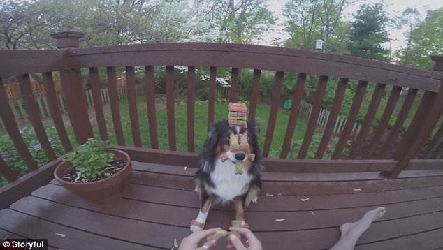 世界上最有耐心的狗狗長(zhǎng)什么樣？[組圖]