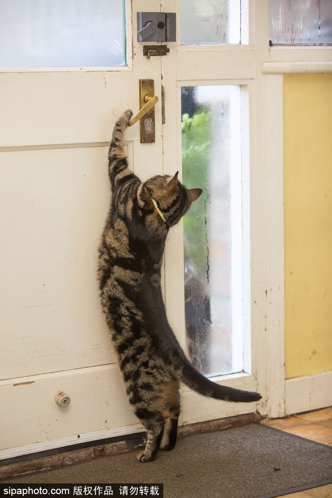 智商太驚人 英國一貓咪竟能自己開門進(jìn)出自由