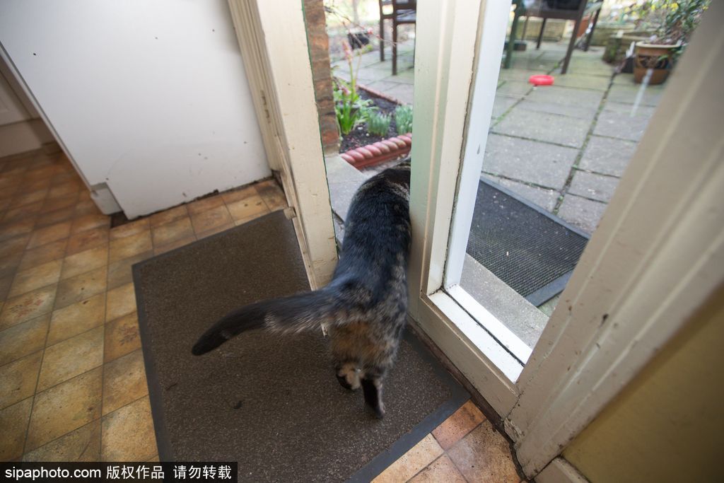 智商太驚人 英國一貓咪竟能自己開門進出自由