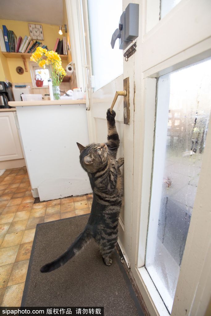 智商太驚人 英國(guó)一貓咪竟能自己開(kāi)門進(jìn)出自由