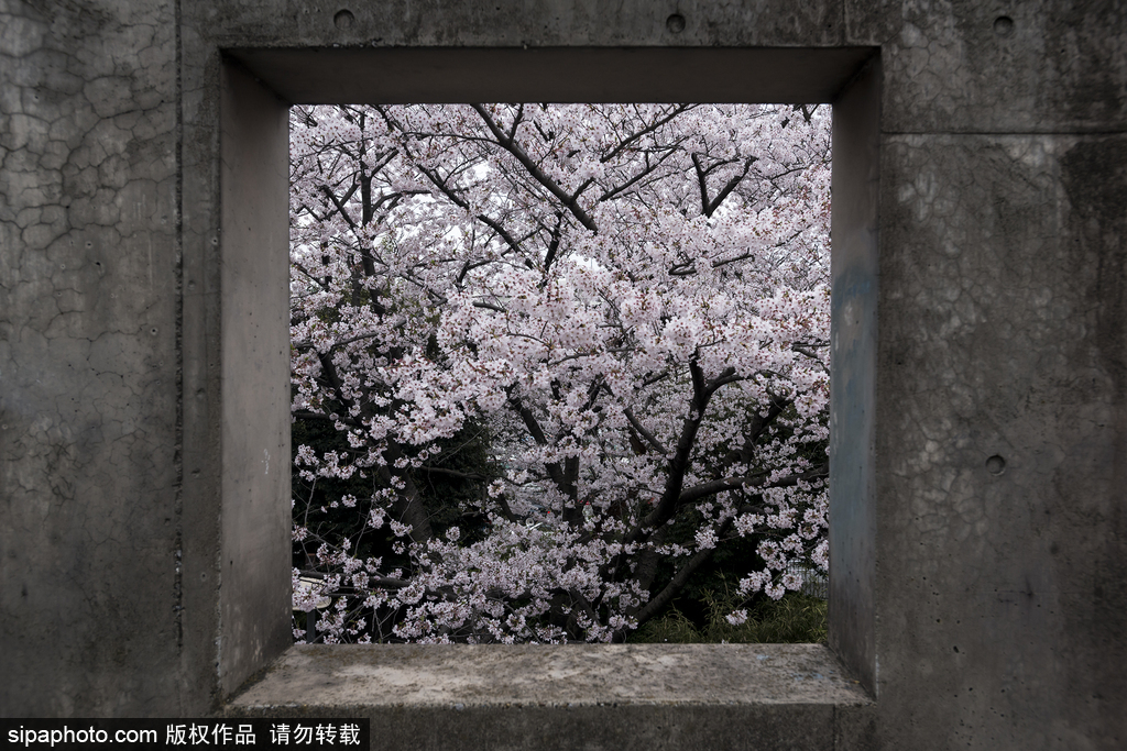 日本櫻花季即將到來 盤點國內(nèi)外賞櫻勝地超浪漫