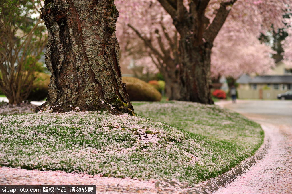 日本櫻花季即將到來 盤點國內外賞櫻勝地超浪漫