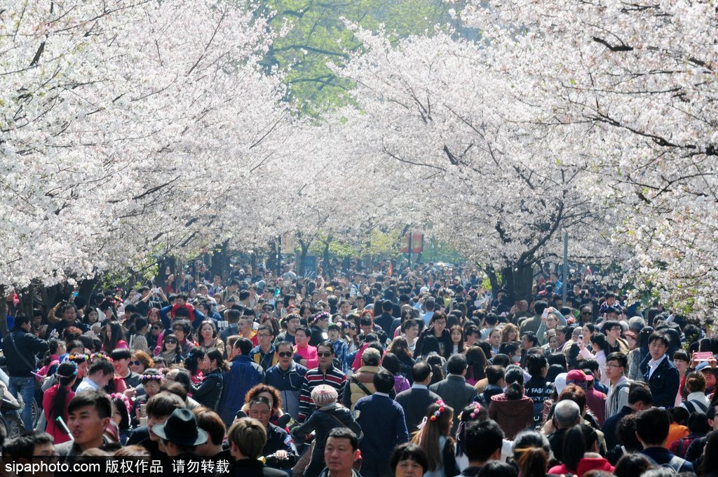 日本櫻花季即將到來 盤點國內外賞櫻勝地超浪漫