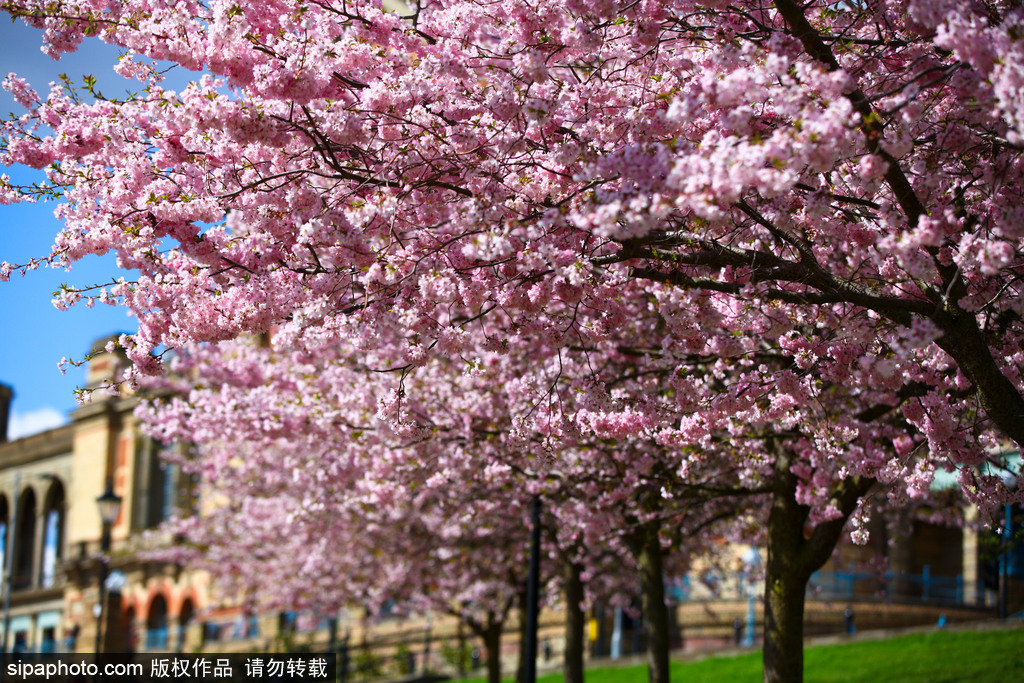 日本櫻花季即將到來 盤點國內外賞櫻勝地超浪漫