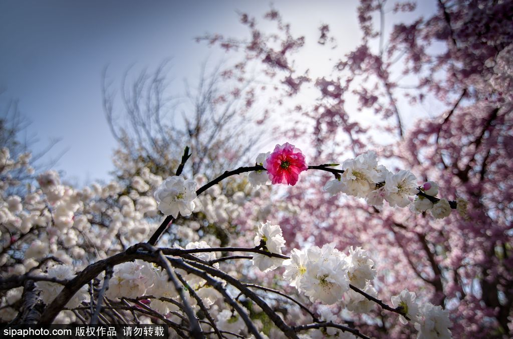 日本櫻花季即將到來 盤點國內外賞櫻勝地超浪漫