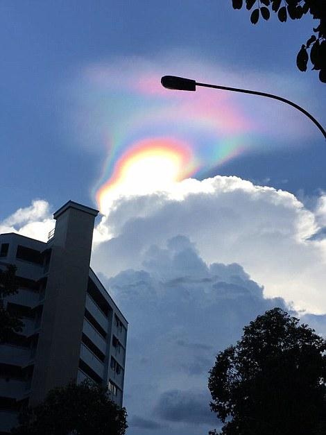 新加坡出現罕見