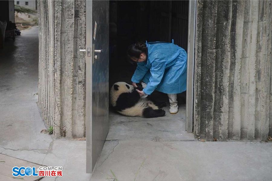 揭秘熊貓保姆工作內(nèi)幕 不只是被抱大腿（組圖）